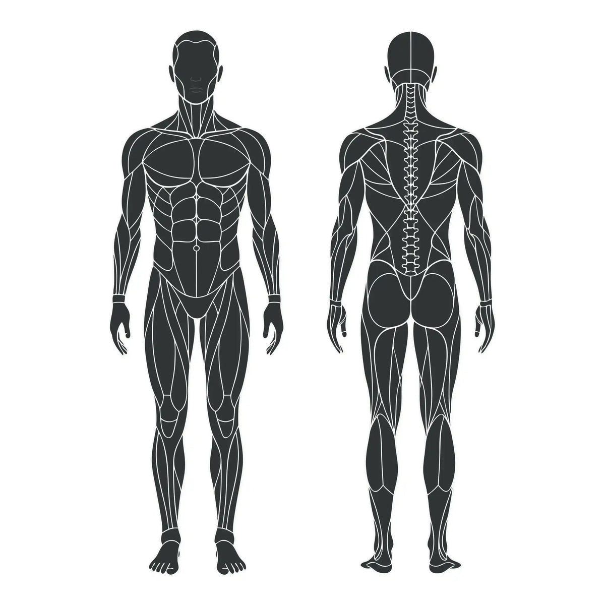 Front and back body illustration with selectable areas